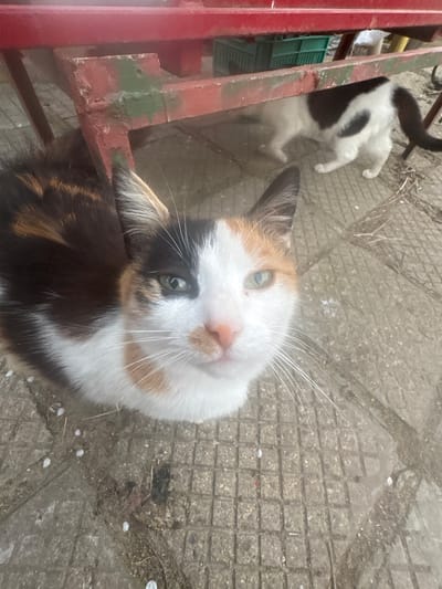 The image depicts an outdoor scene in Momkovo, Bulgaria, featuring two domestic cats. In the immediate foreground, a calico cat with white, black, and orange fur is positioned, looking directly upwards toward the camera. Its face is predominantly white, featuring a black patch over its left eye and an orange patch below its right eye, along with a pink nose and prominent white whiskers. The cat exhibits heterochromia, with its left eye (viewer's right) appearing green and its right eye (viewer's left) appearing a lighter greenish-yellow.
In the mid-ground, partially obscured beneath a weathered red structure, a second cat is visible. This cat has black and white markings and is moving away from the viewer, with only its body and tail visible. The red structure appears to be a metal or wooden frame, showing signs of wear, including chipped paint and patches of green discoloration.
The ground consists of a light gray concrete surface, possibly made of square pavers, and is soiled with dirt and scattered small white debris. In the background, under the red structure, a green plastic crate is partially visible.