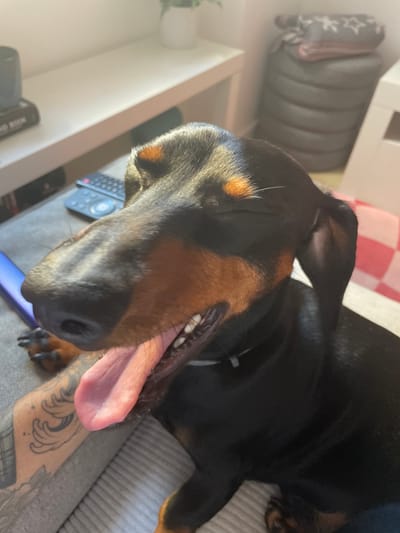 A close-up shot captures a Dachshund dog with its eyes closed and tongue hanging out, panting in a relaxed manner. The dog is black and tan, with distinct tan markings above its eyes and on its muzzle. Its fur appears sleek and short. The dog is positioned on a grey, textured surface, possibly a sofa or cushion.

To the left of the dog, a person's tattooed arm is visible, resting on the same grey surface. The tattoos feature swirling, wave-like patterns in black ink. A portion of a blue object, possibly a phone or remote, is also present near the arm. In the background, a white shelf unit is partially visible, with a black book and a dark object on it. A plant in a white pot sits on the far left of the shelf. To the right, a stacked, dark grey cylindrical object, possibly a storage ottoman or stool, is topped with folded blankets. A white and pink checkered fabric is visible in the far right background.

The lighting suggests an indoor setting with natural light streaming from the left, creating shadows and highlighting the dog's features. The scene appears to be in a domestic environment. The presence of the stacked storage and blankets suggests a living space. Without further information about the specific location within Amadora, Portugal, it is not possible to pinpoint the exact neighborhood or street. However, the general impression is of a comfortable, home-like atmosphere.