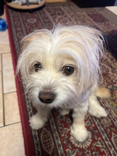 A small, fluffy, light-colored dog with dark brown eyes and a dark brown nose is sitting on a patterned rug. The rug is red with intricate gold and blue designs. The dog is facing the camera and appears to be looking up at the viewer. The background is blurred, but appears to be an indoor setting, possibly a living room. There is a tile floor visible to the left of the rug. No specific location in Barbara, Italy can be determined from the image.