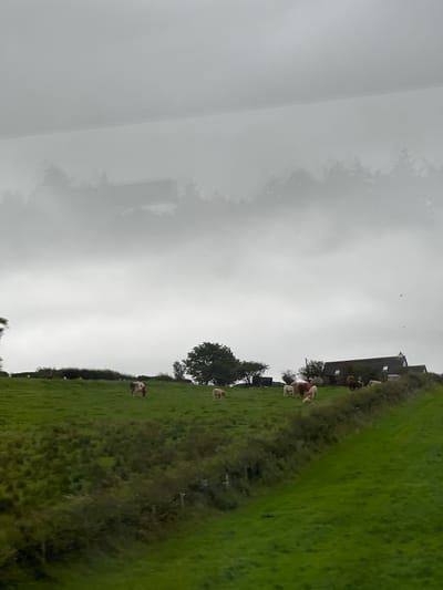 The image depicts a rural scene in Falcarragh, Ireland, on an overcast day. The foreground features a vibrant green grassy field with a gentle slope. Several cows are scattered across the field, grazing peacefully. In the background, a building with a dark roof and white-trimmed windows is visible, nestled against a line of trees and bushes that mark the edge of the field. The sky is a uniform gray, suggesting a cloudy or potentially rainy atmosphere. The overall mood is tranquil and natural, capturing a typical day in the Irish countryside. There is no visible text in the image.