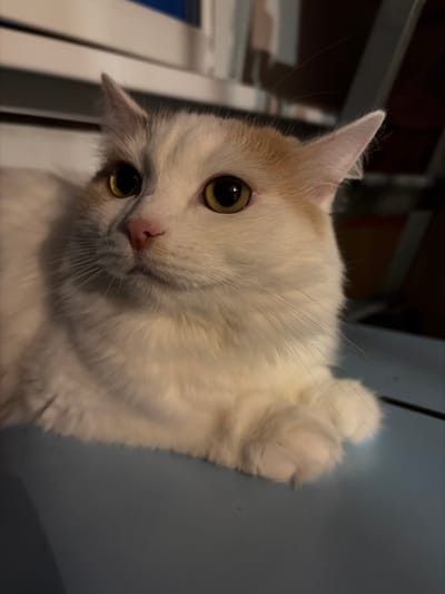A fluffy white and orange cat is looking to the left with wide, yellow eyes and a pink nose. The cat's fur is soft and appears to be a long-haired breed. Its ears are pointed, and the orange markings are primarily on its head. The cat is resting on a light blue surface, possibly a table or desk. In the background, there are blurred elements of what appear to be indoor furniture, including what looks like a shelf or cabinet with horizontal lines and some dark vertical structures. The lighting suggests an indoor setting, possibly at night or in a dimly lit room. There is no indication of the specific location in Kol'tsovo, Russia.