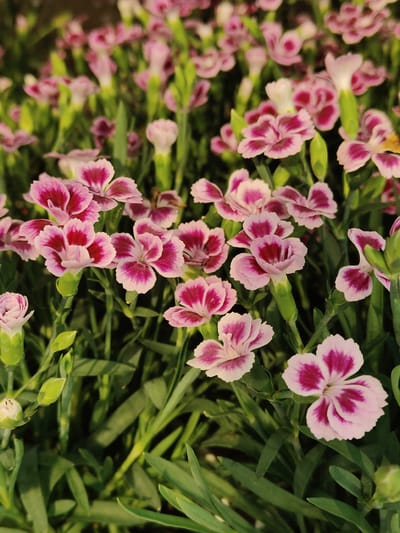 The image shows a dense bed of small pink and deep magenta carnations in bloom, with their serrated petals clearly visible. Some unopened buds are also present among the flowers and lush green foliage. The lighting suggests it is daytime, possibly late afternoon or early morning due to the gentle light and shadows. This scene is likely from a garden or a flower market.