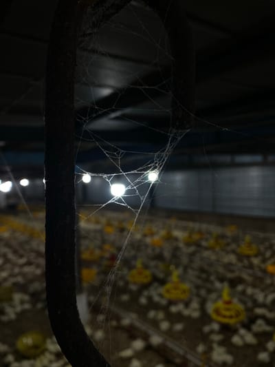 In Palohdama, Indonesia, a close-up shot focuses on a spiderweb delicately strung across a thick, dark, metallic pole. The pole dominates the left side of the frame, its texture rough and weathered. The spiderweb, translucent and intricate, catches the dim light, its fine threads forming a delicate network. Behind the pole and the web, the scene recedes into a blurred background, revealing rows of yellow feeders scattered across a brown, dusty floor. This floor appears to be covered with small, light-colored objects, possibly bedding material or feed. In the distance, several circular lights, emitting a soft, white glow, are visible, illuminating the cavernous interior of what appears to be a large enclosure, possibly a barn or poultry farm, typical of agricultural settings in rural Indonesia. The overall impression is one of quiet neglect, with the spiderweb serving as a testament to the passage of time and the stillness of the environment.