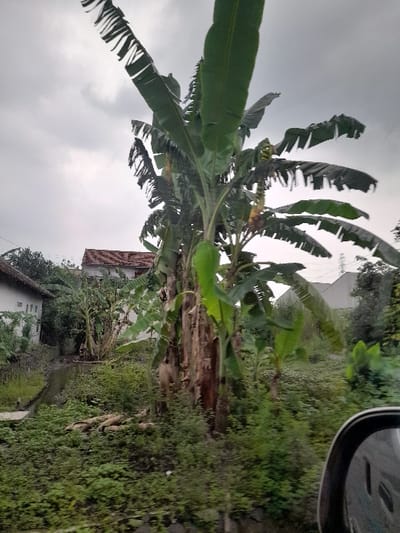 The image depicts an outdoor scene, likely captured from inside a vehicle, given the partial view of a car's side mirror in the top right. The main subject is a large banana plant, or a cluster of banana plants, dominating the left side and extending towards the center of the frame. Its broad, green leaves are prominent, some appearing torn or frayed, common for banana foliage.
To the right of the banana plants, the landscape is densely covered with various green vegetation, suggesting a lush, perhaps rural or semi-rural environment. A visible ditch or small stream runs horizontally through this vegetated area in the middle ground. In the background, behind the vegetation and the banana plant, a small building or house is visible with a reddish-brown roof and light-colored walls.
The sky occupies the upper portion of the image and appears overcast, with soft, diffused light indicating a cloudy day. There are no people visible, and no specific activity is taking place; it is a static landscape shot. No visible text is present in the image. The tropical vegetation and rural housing align with the provided context of Kecamatan Gempol, Indonesia.