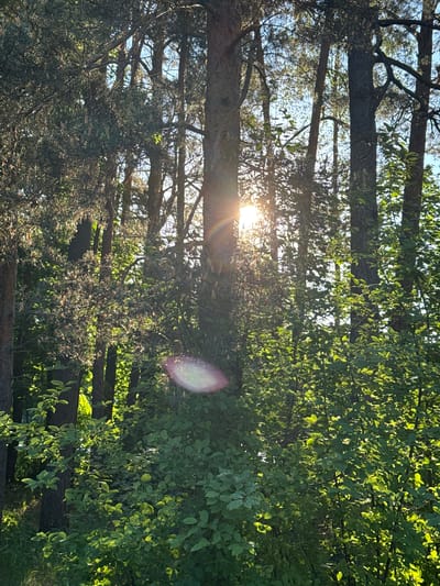 This media file captures a serene forest scene in Valdlauči, Latvia, vibrant with natural light. The image, optimally viewed with the trees oriented vertically, portrays a dense wooded area.
The primary subjects are numerous trees, displaying a mix of tall, dark-barked trunks and abundant foliage. The canopy consists of both broad, bright green leaves, likely from deciduous trees, and darker, more textured needle-like foliage, suggesting the presence of conifers. These various types of greenery create a rich, layered texture throughout the scene.
A significant element is the sun, positioned towards the lower-left of the frame, brilliantly piercing through the tree canopy. Its intense light casts bright rays and backlights many of the leaves, causing them to glow with a translucent, emerald hue. This direct sunlight also creates a prominent, soft-edged lens flare on the right side of the image, appearing as an ethereal purple and white oval, with a smaller flare visible near the sun's source.
The angle and warmth of the sunlight strongly suggest the time of day is either early morning or late afternoon, commonly known as the golden hour. The weather appears clear and sunny, allowing the sunlight to fully illuminate the forest. No people or specific activities are depicted, emphasizing the tranquil and untouched beauty of nature. The overall impression is one of peaceful immersion within a sun-dappled forest environment. There is no visible text in the image.
