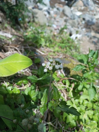 The scene captures a close-up of a flowering plant with small, white, fluffy inflorescences, centered within a natural outdoor environment in Cibeureum, Indonesia. The plant features a slender green stem and multiple small, deep green leaves with visible venation. Several clusters of the white flowers are in bloom at the top, while smaller, undeveloped buds are visible lower on the stem. The immediate foreground shows lush green foliage, including a prominent, broader light-green leaf partially visible on the left side, along with dry, brown ground cover. The background is significantly blurred but reveals a disordered landscape consisting of various rocks, patches of green vegetation, and scattered lighter-colored debris consistent with an unmanaged or natural area. The lighting suggests bright natural sunlight, creating distinct highlights and shadows. No human subjects or animals are present, and no specific actions or interactions are depicted.