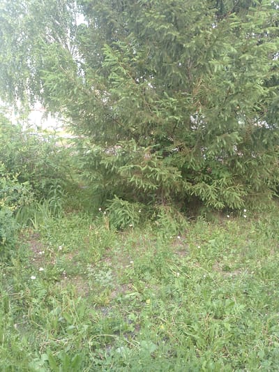A frontal, eye-level, full shot captures a dense evergreen tree and a lighter-leaved tree in an outdoor setting. The evergreen tree, prominent on the right side of the frame, features dark green needles and branches that extend throughout the middle and right portions of the image. To the left of the evergreen, a lighter-leaved tree is partially visible, its branches and leaves creating a softer, greener mass. The ground in front of the trees is covered in a thick carpet of green grass and other low-lying plants, with sparse white flowers scattered throughout. The overall scene appears to be a natural or park-like area within the city of Polysayevo, Russia, suggesting a green space that is part of the urban landscape. There are no people or discernable human activity in the image. The lighting is consistent with daytime, though the sky is not directly visible.
