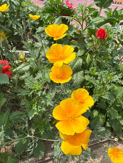 This is a close-up, eye-level, outdoor photograph of a garden bed featuring several bright yellow California poppy flowers. The poppies are the dominant subject, with their vibrant orange-yellow petals open and facing the viewer. There are at least five fully bloomed poppies visible, arranged in a diagonal line from the bottom right to the middle left of the frame. The leaves of the poppy plants are green and feathery, interspersed with thinner, gray-green foliage from other plants in the bed. A single red rosebud is visible in the upper right quadrant, contrasting with the yellow of the poppies. The ground beneath the plants appears to be covered in a mixture of soil and small stones or gravel. The background consists of out-of-focus green foliage and a hint of a pinkish-red structure, possibly a wall or another plant, in the upper right corner. The lighting suggests it is daytime, with direct sunlight creating bright highlights on the petals and casting subtle shadows. No people or animals are present in the scene. The image was captured in a garden setting, possibly in the city of Қосшы, Kazakhstan, given the context.
