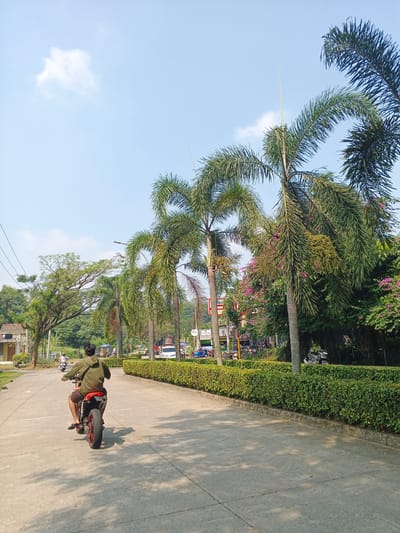 In the city of Cibungbulang, Indonesia, a person is riding a red motorcycle on a paved road under a clear blue sky with a few scattered clouds. The rider, wearing a green hooded jacket and brown shorts, is seen from behind, moving away from the camera. The road is lined with a manicured green hedge on the right side, and palm trees are visible, some with pink flowers blooming. Beyond the hedge, there are more trees, buildings, and other vehicles, including cars and several parked motorcycles. The sunlight casts shadows on the road, indicating it is daytime.
