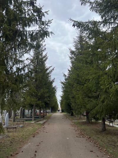 The image captures a solemn pathway lined with tall, dense evergreen trees within a cemetery setting. The scene is overcast, with a cloudy sky dominating the upper portion of the frame. A paved path runs through the center, leading into the distance.

On the right side of the path, numerous pine cones are scattered along the grassy verge and partially onto the pavement. To the left, rows of gravestones, monuments, and benches are visible among the trees, indicating a burial ground. Some graves appear to have small floral arrangements. The trees are characterized by their dark green needles and visible cones hanging from branches.

In the far distance along the path, two human figures can be discerned walking, appearing as dark silhouettes against the muted light. The time of day is daytime, but the heavy cloud cover suggests a cool or grey atmosphere. The overall impression is one of quiet contemplation or remembrance. No specific text on the gravestones is clearly legible due to the distance and resolution. The location is a cemetery, consistent with the provided context of Vysokaya Gora, Russia.