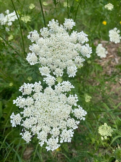 The image shows a close-up view of two Queen Anne's lace flowers, also known as wild carrot, blooming in a natural setting. These flowers are characterized by their large, flat-topped clusters of tiny white flowers, resembling intricate doilies. Several small insects, likely pollinators, are visible on the petals, including two dark-colored insects on the lower flower and one on the upper flower.
The surrounding environment consists of lush green foliage, suggesting a garden or a meadow. In the background, hints of other white flowers and some yellow flowers can be seen, along with patches of soil or mulch. The lighting suggests it is daytime. The image does not contain any people. The exact location within Sainte-Anne-de-Bellevue is not determinable from the visual information provided.