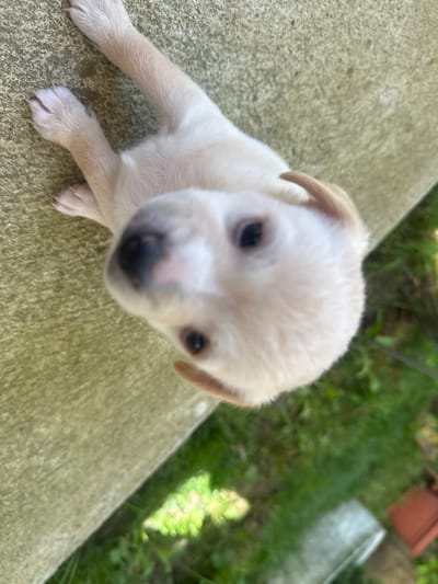 A very young, light-colored puppy lies on its back on a concrete surface. Its paws are extended upwards and slightly to the side. The puppy's face is turned towards the camera, with its eyes open and looking forward. Its nose is dark and wet, with a pinkish hue. Its ears are short and pointed, with tan tips. The background consists of green grass and some outdoor objects, one of which appears to be a terracotta pot. The scene is outdoors, likely in a yard or garden. There is no indication of the specific location in Rogozen, Bulgaria.