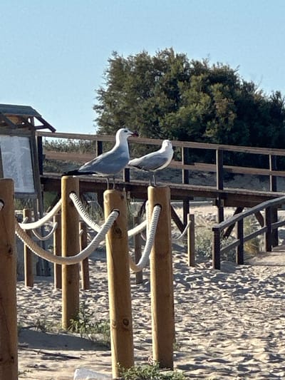 Two seagulls are perched on wooden posts on a sandy beach. The seagull on the left is facing left, and the seagull on the right is facing right. Both seagulls are white and gray. In the background, there is a wooden walkway with a railing. Behind the walkway, there are trees. The sky is clear and blue. The scene is likely Guardamar del Segura, Spain, given the sandy beach and Mediterranean vegetation.