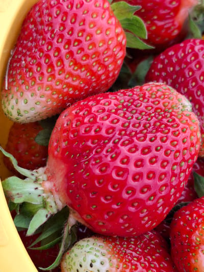 This is a close-up, overhead shot of a bowl filled with ripe strawberries. The strawberries are a vibrant red with visible seeds and green stems. The bowl itself appears to be made of a yellow material, possibly plastic or ceramic. The lighting is bright, highlighting the textures and colors of the fruit. There is no indication of a city location or any context beyond the strawberries themselves.