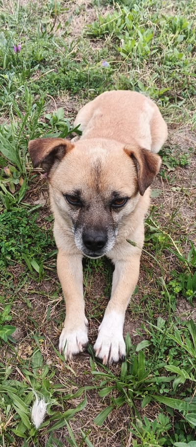 A medium shot shows a light brown dog lying on the ground in a grassy area, possibly outdoors. The dog is positioned facing the camera, with its front paws extended. Its fur is short and its ears are floppy and brown. The dog's eyes are a dark brown, and its nose is black. The ground is covered with green grass, dry dirt, and some weeds. There are small purple flowers visible in the grass in the background. The overall scene is natural and appears to be in a rural setting.