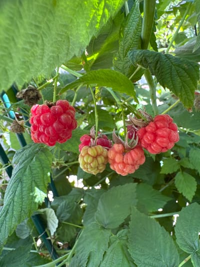In the city of Zemlezelets-90 SPK, Russia, this image captures a close-up view of several ripe raspberries growing on a plant. The raspberries are a vibrant red color, with a textured surface composed of small drupelets. Some of the berries are still in various stages of ripening, showing shades of pink and yellow. The fruits are clustered on thin stems, surrounded by lush green leaves. Sunlight filters through the foliage, creating highlights and shadows on the berries and leaves, suggesting an outdoor setting in natural light. The background is softly blurred, focusing attention on the raspberry cluster.