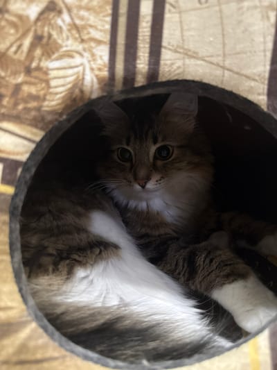 A fluffy, long-haired tabby cat with white markings is curled up inside a circular cat bed. The cat has wide, alert eyes with dark pupils and its fur is a mix of brown, black, and white. Its tail, which is white with dark rings, is wrapped around its body. The cat bed is dark gray and appears to be made of fabric. In the background, there is a patterned fabric that is tan and brown, with vertical stripes. The scene is lit from above and to the left, casting some shadows within the cat bed. There is no indication of the city of Бородино, Russia, in the image.
