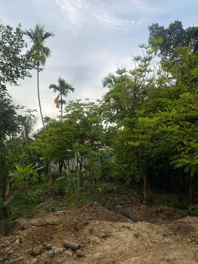 The image depicts a natural outdoor scene with lush green vegetation. In the foreground, a muddy slope with scattered rocks and debris, including a rusted pipe fragment, dominates the right side of the frame. Beyond the slope, a dense arrangement of trees and plants fills the middle ground. Several palm trees are visible, including one with a tall, slender trunk and feathery fronds, and another with broader leaves. The foliage is a vibrant green, with some lighter green and yellowish hues suggesting new growth or sunlight filtering through.
In the background, the sky is overcast with light clouds, indicating a possibly humid or moderately bright day. Some hints of structures, possibly buildings or fences, can be seen peeking through the dense greenery on the far left. The overall setting appears to be a somewhat wild or uncultivated area, possibly on the outskirts of a rural or semi-urban location. The image does not contain any people, text, or specific indications of an ongoing event. The perspective is tilted, suggesting the photo was taken from a low angle looking upwards into the trees and sky, or possibly taken with the camera rotated. The location context provided is Meunasahlhok, Indonesia.