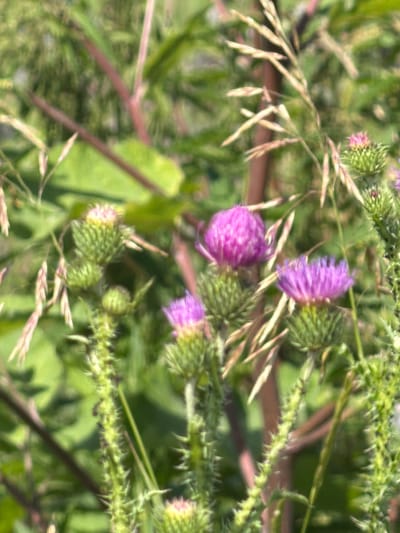 The image shows a close-up view of several thistle plants with purple flowers and spiky green buds. The thistles are interspersed with blades of dry grass and green foliage. The background is blurred, suggesting a natural outdoor setting. The specific location in the city of New Kremenkul', Russia, is not discernible from the visual information in the image. There are no people, actions, or interactions depicted.