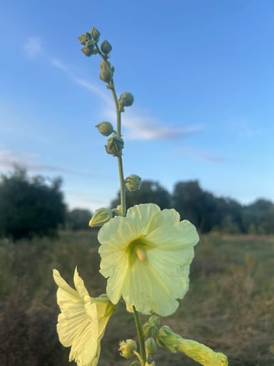 In the city of Dzherokay, Russia, a close-up, low-angle photograph captures a pale yellow hollyhock flower in bloom, positioned in the foreground. The flower's delicate petals are illuminated by the setting sun, which casts a warm glow on the scene. Behind the hollyhock, a field of dry grass stretches into the background, leading to a dense line of trees on the horizon. The sky above is a gradient of blue and pale clouds, with a hint of the golden hour sunlight. The focus is sharp on the flower, while the background is softly blurred, creating a sense of depth. The image is devoid of any human presence or activity.