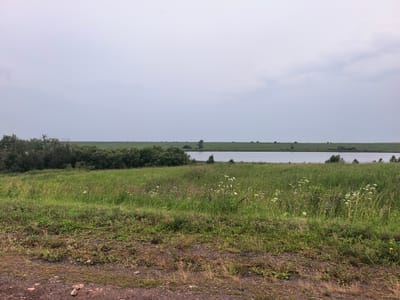 This is a ground-level, wide shot of a rural landscape with a cloudy sky. In the foreground, there is a patch of dry, brown earth mixed with small stones and sparse green vegetation. This transitions into a dense area of tall, green grass and wildflowers, with some darker green bushes on the left. In the midground, there is a body of calm water, possibly a lake or river, with a faint reflection of the sky. Beyond the water, a flat, green field stretches to the horizon, dotted with a few scattered trees. The overall scene suggests a natural, undeveloped area, likely in or around the city of Kurgany, Russia, given the context. There are no people or discernible actions depicted.