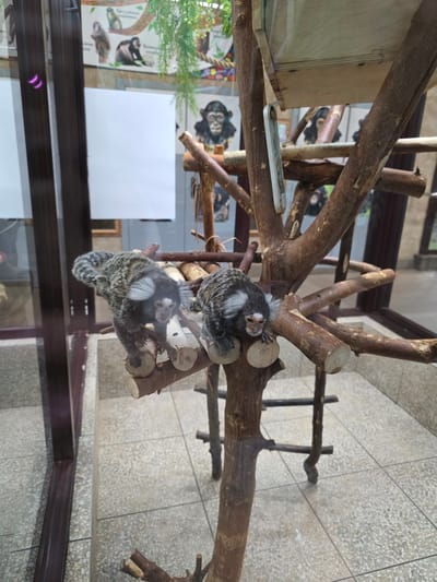 Two marmosets are perched on a branch inside an enclosure, presumably at a zoo in Uspenskii, Russia. The enclosure has a wooden frame and a tiled floor. The marmosets are gray and white with distinctive tufts of fur on their heads.