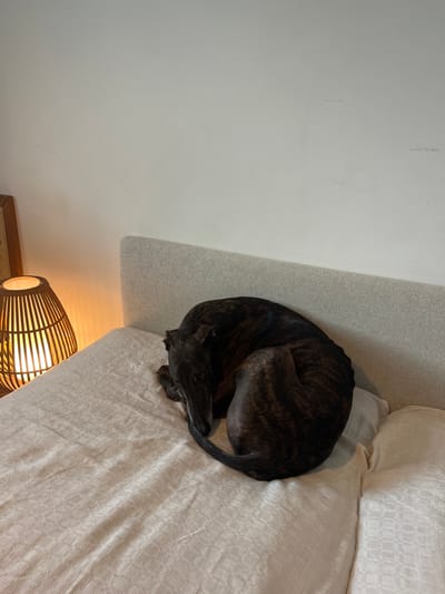 A brindle greyhound is curled up sleeping on a bed with a light-colored textured comforter. The bed has a light grey upholstered headboard. To the left of the bed is a woven bamboo table lamp with a warm yellow light emitting from it. The wall behind the bed is a plain off-white. The scene appears to be indoors in a domestic setting. There is no indication of the location being Hämeenlinna, Finland.