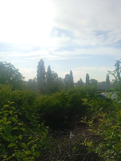 The image depicts an outdoor scene on a bright, partially cloudy day. The foreground is dominated by dense green foliage, with branches and leaves obscuring the view. In the midground, several tall, slender trees stand out against a backdrop of lush vegetation and a few buildings with dark roofs. In the distance, rolling hills are visible under a pale blue sky with scattered white clouds. The sunlight suggests it is daytime, likely morning or afternoon, given the softness of the light. The overall impression is one of a rural or semi-rural setting, possibly a garden or an area with natural growth bordering human habitation. No people or specific activities are apparent, making it a landscape-focused image. The location cues, like the type of trees and the style of buildings, might suggest Central Asia, aligning with the provided context of Arashan, Kyrgyzstan. The mood is serene and natural, with the abundant greenery creating a sense of tranquility. There is no visible text in the image.