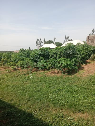 In Karsana 2, Nigeria, a field of lush green cassava plants is seen under a clear sky. Two white-tented structures are visible in the background, suggesting agricultural or market activities. Adjacent to the field is a partially constructed brick building, possibly indicating ongoing development in the area. The ground is covered in a mix of short green grass and dry earth.