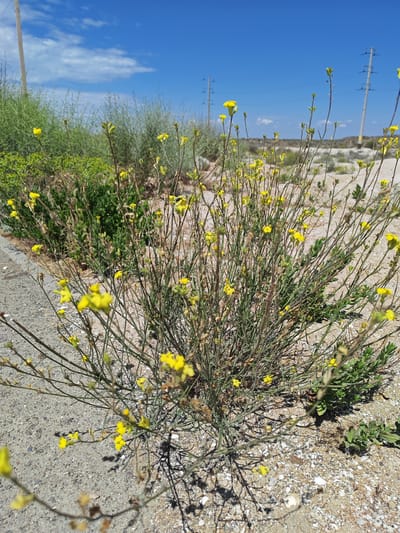 This media file depicts a close-up view of a wild plant with small yellow flowers, growing in a dry, sandy environment under a clear blue sky with scattered white clouds. The plant has thin, wiry stems and appears somewhat sparse, with many of its branches bare or holding only a few delicate flowers and small green leaves. The ground is covered in sand and small pebbles, with some larger dried plant debris. In the background, there are more sparse, dry bushes and vegetation, characteristic of an arid or semi-arid landscape.
Further in the background, two tall utility poles with crossbars are visible, suggesting the proximity of some infrastructure, possibly power lines, which are faintly discernible stretching across the horizon. The overall impression is one of a natural, undeveloped area, possibly along the roadside or a vacant lot, given the presence of a paved surface at the left edge of the frame.
The lighting and clear sky indicate that it is daytime, likely a sunny day with good visibility. The scene evokes a sense of a natural, perhaps harsh, environment where hardy plants manage to bloom. There is no text visible in the image. The location context is unknown, but the sparse vegetation and utility poles might suggest a rural or semi-rural setting.