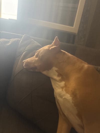 A tan and white dog is resting on a dark brown couch. The dog's head is lowered, and its eyes are closed. The dog's body is angled across the couch, with its hindquarters out of frame. The couch appears to be indoors, possibly in a living room. A window with a white frame is visible in the background, and bright light is streaming in from it, suggesting it is daytime. The overall mood of the image is peaceful and relaxed. There is no visible text in the image.