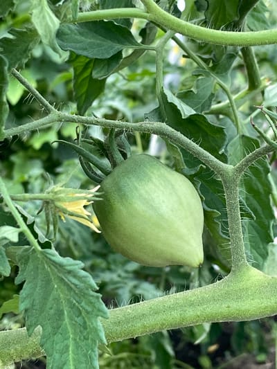 The image displays a close-up, eye-level view of a green, unripe tomato growing on a plant. The tomato is oval-shaped and hangs from a thick, fuzzy green stem. Behind the tomato, other green leaves and stems of the tomato plant are visible, along with a small, yellow tomato flower. The background is softly blurred, suggesting a shallow depth of field and focus on the foreground subject. The lighting appears to be natural, indicating it was taken outdoors during the daytime. The overall scene evokes a sense of natural growth and the early stages of fruit development in a garden or agricultural setting, likely in Маминское, Russia. There is no visible text in the image.