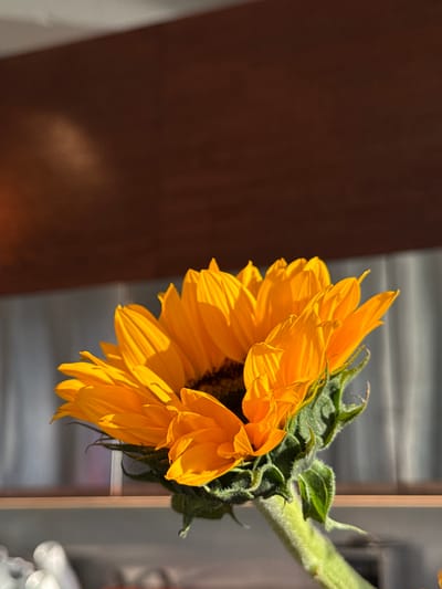 A close-up shot shows a bright yellow sunflower in partial bloom, with its petals facing downwards. The flower's green stem and leafy base are visible. The background is divided, with a dark brown surface on the left and a lighter gray area on the right, suggesting an indoor setting. There is no indication of the location being in Званка, Russia.