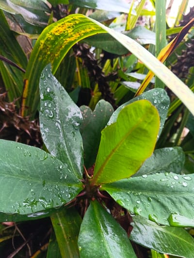 The image displays a detailed close-up of a thorny plant's foliage, located in Inawi, Papua New Guinea. The central subject is a plant with a reddish-brown stem featuring sharp thorns. Multiple dark green, ovoid leaves extend from this stem, their surfaces covered with numerous spherical water droplets, indicating recent moisture. A lighter, vibrant green leaf emerges at the apex of the central plant. The background consists of blurred green foliage, including a variegated leaf with distinct yellow and green patterns, and indistinct dark, spiky forms suggestive of dense vegetation. No human subjects or activity are present.