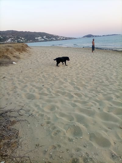 A black dog is running across a sandy beach in Naxos, Greece. In the background, a man stands by the sea. The sky is a pale pink and blue, indicating either sunrise or sunset. The beach is mostly empty, with some dry brush and pebbles scattered on the sand. The waves are calm, and the water is a clear blue. The distant hills are covered in white buildings.
