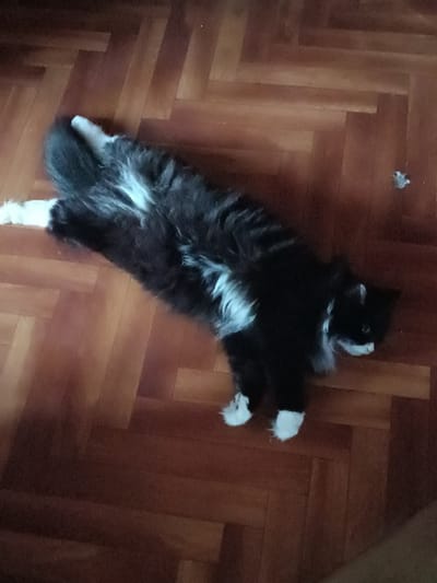 A black and white cat is lying on a wooden floor. The cat is mostly black with white markings on its chest, paws, and face. Its fur is long and fluffy. The cat is stretched out on its side, with its legs extended. The floor is made of dark wood planks laid in a herringbone pattern. There are some light reflections on the floor, suggesting it is well-lit, possibly by natural light from a window. A small clump of what appears to be cat litter or dust is visible on the floor to the right of the cat. The scene is indoors, likely in a home. There are no people visible in the image. The lighting and the cat's relaxed posture suggest it is daytime. The location is Miasskoye, Russia, but no specific cues in the image confirm this. No text is visible in the image.