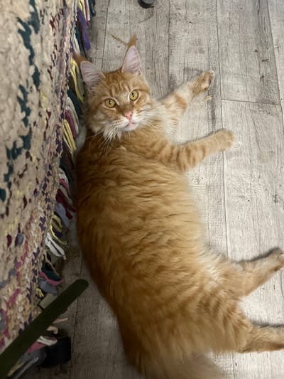 An orange tabby cat lies on its back on a light-colored wooden floor, next to a colorful woven rug. The cat has yellow eyes and is looking at the camera. Its paws are spread out, and its body is relaxed. The rug has a textured surface with fringes of various colors, including white, yellow, purple, and dark red. The floorboards are visible and show some slight wear. A dark green object, possibly a plant or a strap, is partially visible in the lower left corner. The scene is illuminated by artificial light. There is no indication of the specific location in the city of Kalinino, Russia, within the image itself.
