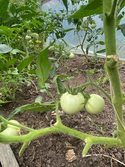 In Horodca, Moldova, a close-up, vertical, eye-level shot captures a tomato plant inside a greenhouse. The foreground is dominated by the thick, fuzzy green stem of the plant, with a prominent branch extending to the left, supporting two pale green, unripe tomatoes. Further back, a cluster of three more similar tomatoes is visible on another branch, along with some yellow flowers. The ground beneath the plant is dark, rich soil. The background reveals more of the greenhouse structure, with translucent sheeting and other tomato plants stretching into the distance. The lighting suggests it is daytime, likely with diffused sunlight filtering through the greenhouse material. The overall scene depicts a controlled agricultural environment focused on the growth of tomatoes.