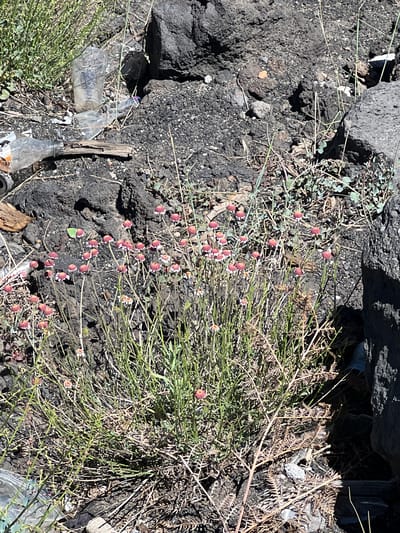 The image shows a close-up view of a patch of small, pink-flowered plants growing in rocky, dark-colored soil. The plants have thin stems and delicate, round flower heads. Some of the flowers are fully open, revealing white petal-like structures around a darker center, while others appear as small buds. The ground is littered with debris, including pieces of plastic bottles, a broken piece of wood, and dry, brittle plant matter. In the background, large, dark rocks are visible, suggesting a volcanic or rocky terrain. The lighting suggests it is daytime with direct sunlight.