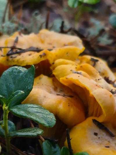 The image is a close-up, macro shot of a cluster of yellow chanterelle mushrooms growing amongst green leaves and forest floor debris. The mushrooms have wavy caps and their gills are visible. The leaves are wet, suggesting recent rain. The background is blurred, showing more foliage and the dark, damp earth of a forest. There is no indication of human presence or activity. The scene depicts a natural woodland environment, typical of areas like Hargla, Estonia, which is known for its forests and bogs.