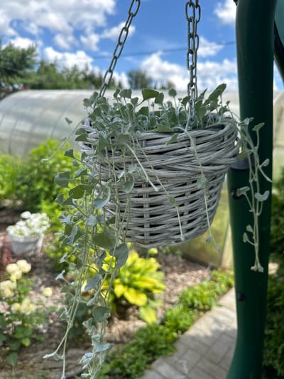 A gray, woven hanging basket filled with silver-green foliage is suspended by a metal chain. The plant's trailing stems hang down from the basket. In the background, a blurred greenhouse structure is visible, along with various green plants, some with yellow flowers, and a paved walkway. The scene is set outdoors under a partly cloudy blue sky. The image was taken in Konstantinovo, Russia.