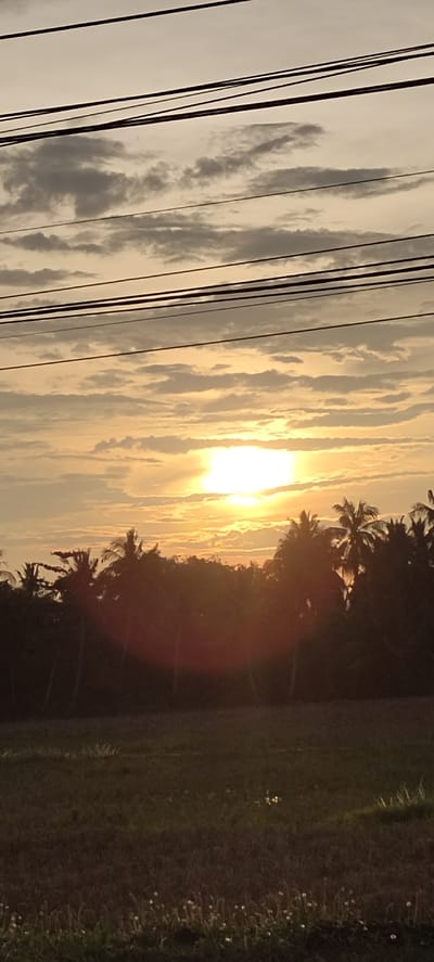 The image depicts a serene sunset scene in Aluekeujruen, Indonesia. The sky is a canvas of soft oranges and yellows, with scattered clouds tinged with grey. The sun, a bright orb, is partially obscured by the clouds, casting a warm glow. Silhouetted against this vibrant sky is a lush line of palm trees and other foliage, their dark forms creating a stark contrast. Below the treeline, a field of dry grass stretches out, dotted with what appear to be small, white seed heads. The overall atmosphere is tranquil and idyllic. The image shows no people or animals. The presence of power lines across the top of the frame suggests proximity to a populated area or infrastructure.