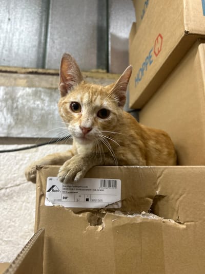 An orange tabby cat is perched on a stack of cardboard boxes. The cat is looking directly at the camera with wide, brown eyes. Its paws are resting on the top box, and its body is partially visible behind it. The boxes appear to be stacked in an indoor setting, possibly a storage area or warehouse, indicated by the textured wall and lighting in the background. One of the boxes has a label with text and a barcode, and some text is visible on another box, reading "HOPPE". There is no indication of the location being Struma, Bulgaria.
