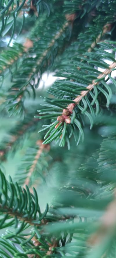 The image is a close-up, macro shot of a fir tree branch. The focus is on a cluster of small, brown buds near the tip of the branch, surrounded by vibrant green needles. The needles are short and pointed, characteristic of a fir tree. The background is a soft blur of more green foliage, suggesting the image was taken outdoors in a natural setting. The lighting appears diffused, possibly indicating an overcast day or a shaded area. There are no people, animals, or man-made objects visible in the frame. The image is an unembellished botanical study, highlighting the intricate details of the tree's reproductive structures and foliage. It is not possible to determine the specific location within Liebenburg, Germany based on the visual information provided.