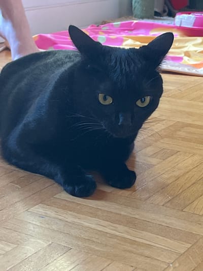 A black cat is lying on a wooden floor, looking directly at the camera. The cat has bright yellow eyes and long white whiskers. In the background, a colorful blanket with pink and yellow patterns is visible, along with a pink pet toy and a person's leg. The scene appears to be indoors.