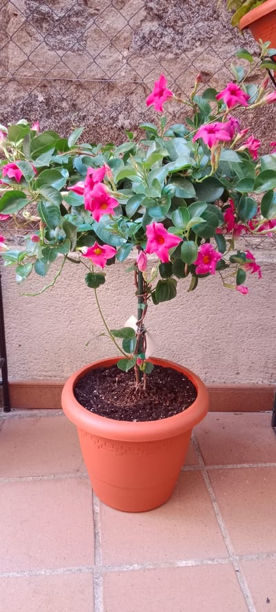 The image shows a potted plant with vibrant pink trumpet-shaped flowers and lush green leaves. The plant is in a reddish-orange plastic pot filled with dark soil. The pot sits on a tiled floor, which appears to be made of terracotta-colored tiles. In the background, a textured stone wall is visible behind a wire fence. The overall scene suggests an outdoor setting, likely a patio or garden area. There are no people or animals in the image. The lighting appears to be natural daylight, possibly late morning or early afternoon, as there are no strong shadows. The weather seems to be clear. The location context of Galapagar, Spain, implies a Mediterranean climate, which would be suitable for this type of flowering plant. There is no visible text in the image. The focus is on the beauty and health of the plant.