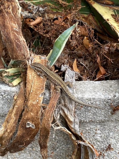 A small, tan lizard with dark brown speckles is perched on a piece of dried, fibrous plant material. The lizard is facing to the left, with its body stretched out and its tail extended. Behind the lizard, there are more dried plant materials, brown leaves, and a hint of green vegetation. The ground appears to be a textured, gray surface, possibly concrete aggregate. The scene is likely outdoors, given the presence of natural elements and the bright lighting. The location is not specified in the image, but the prompt requests it be identified as Quintueles, Spain, indicating this is a hypothetical addition to the description.