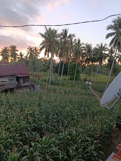 In Lebbae, Indonesia, a rustic, weathered wooden house with a corrugated metal roof stands partially obscured by a dense field of corn. The corn stalks, reaching a considerable height, dominate the foreground and extend towards the horizon. Towering coconut palm trees are scattered throughout the landscape, their fronds silhouetted against a soft, pastel-colored sky. The sky displays hues of pink, orange, and pale blue, indicating either sunrise or sunset. A satellite dish is prominently positioned in the lower right quadrant of the image, its white surface catching the ambient light. Power lines are visible stretching horizontally across the upper portion of the frame. The scene suggests a rural setting with agricultural activity and residential dwellings.