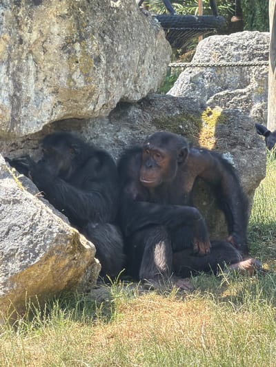 The image shows two chimpanzees huddled together on rocks, nestled among dry grass and vegetation. The chimpanzees are dark-furred and appear to be resting or sleeping. One chimpanzee's head is resting on the other's arm, and their bodies are intertwined, suggesting a close bond or a desire for comfort. The scene appears to be outdoors, with the natural light suggesting it's daytime. The rocks have patches of moss and lichen, indicating an outdoor environment that is likely a habitat for the animals, possibly a zoo enclosure or a wildlife sanctuary, given the context of the location in Saint-Aignan, France. The dry grass and sunlight hint at a warm, possibly dry, weather condition. There is no visible text in the image.