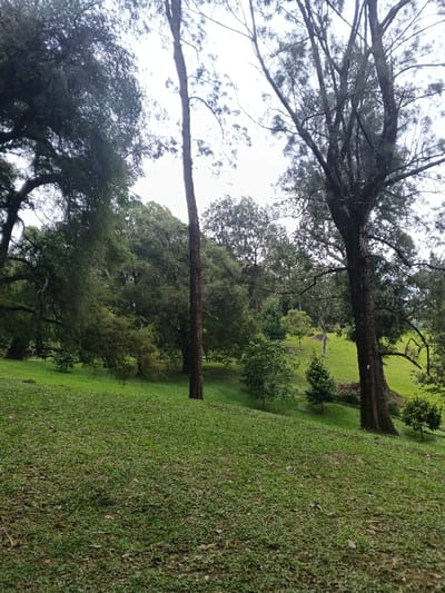 The image displays a natural outdoor environment, specifically a sloping grassy area bordered by a dense collection of trees, located in Tây Ninh, Vietnam. The foreground is dominated by uneven, close-cropped green grass with some visible soil patches. In the midground, multiple trees are prominent: a large, dark-foliaged tree with drooping branches on the far left, a tall, slender tree with a dark trunk centrally positioned, and a thick-trunked tree with extensive branching and needle-like leaves on the right. The background consists of a dense, multi-layered forest canopy, showing various shades of green and numerous tree species. The sky is uniformly light gray and overcast, visible through the tree branches, indicating diffused light conditions. No human subjects, animals, or man-made objects are present in the scene.